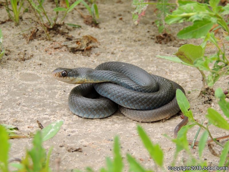 Buttermilk Racer (Coluber constrictor anthicus)