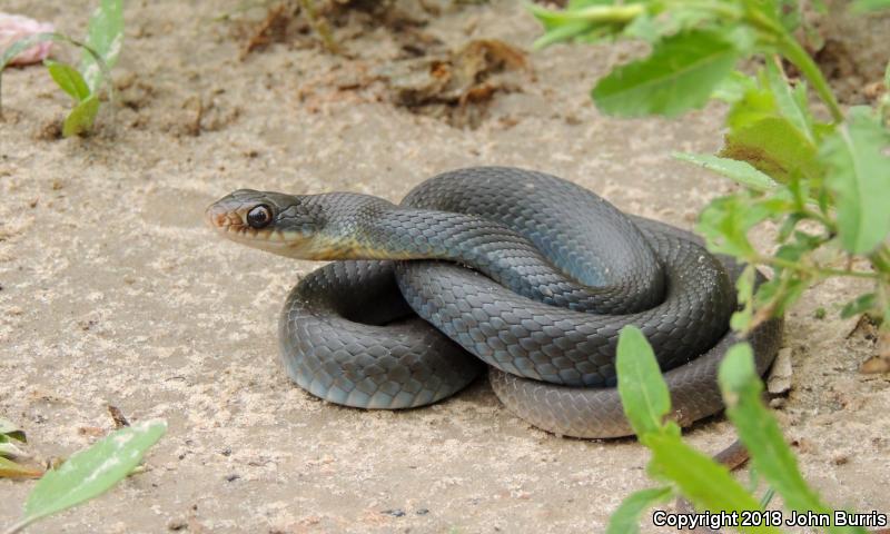 Buttermilk Racer (Coluber constrictor anthicus)