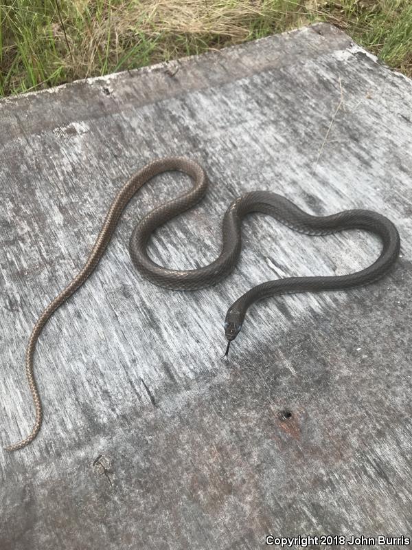 Eastern Coachwhip (Coluber flagellum flagellum)