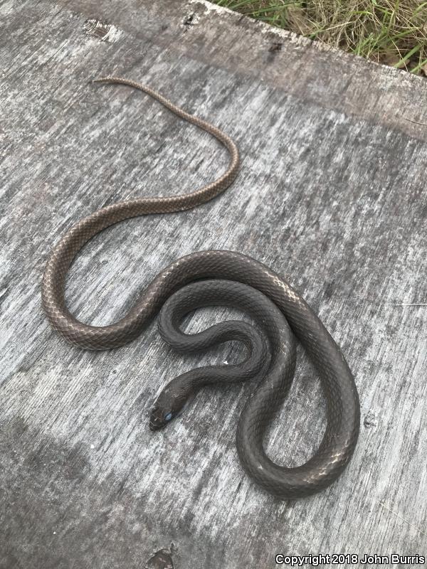 Eastern Coachwhip (Coluber flagellum flagellum)