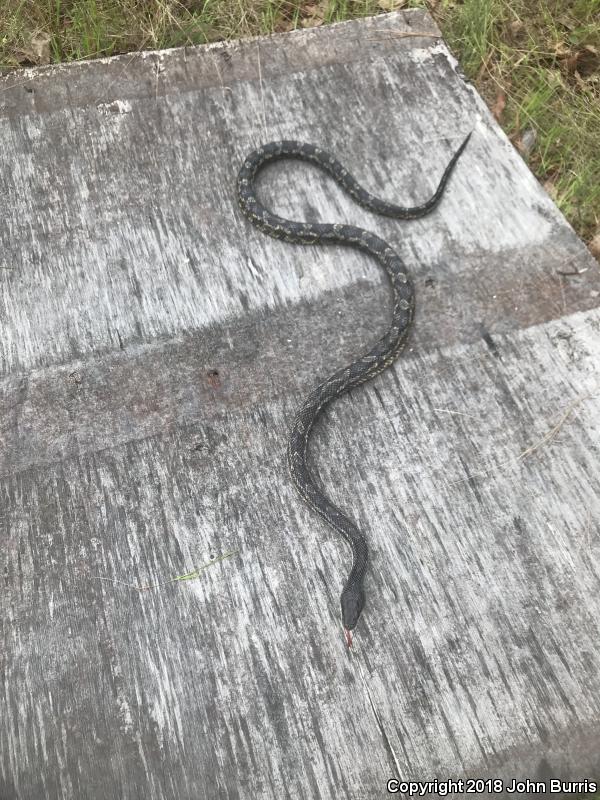 Texas Ratsnake (Pantherophis obsoletus lindheimeri)