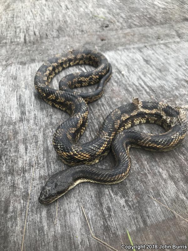 Texas Ratsnake (Pantherophis obsoletus lindheimeri)