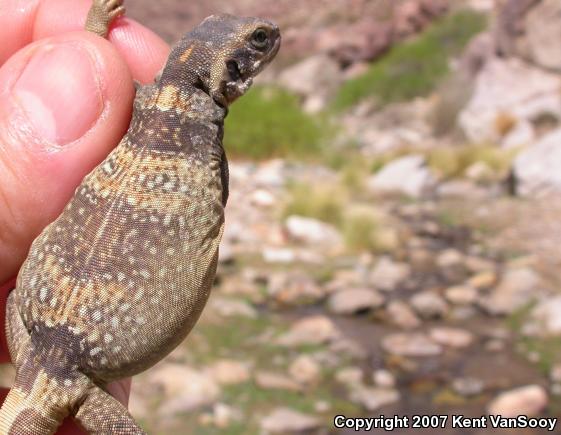 Common Chuckwalla (Sauromalus ater)