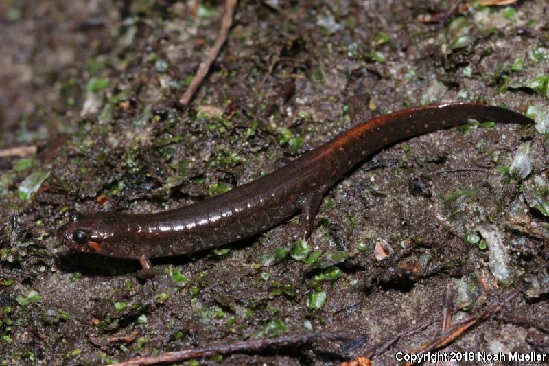 Southern Dusky Salamander (Desmognathus auriculatus)