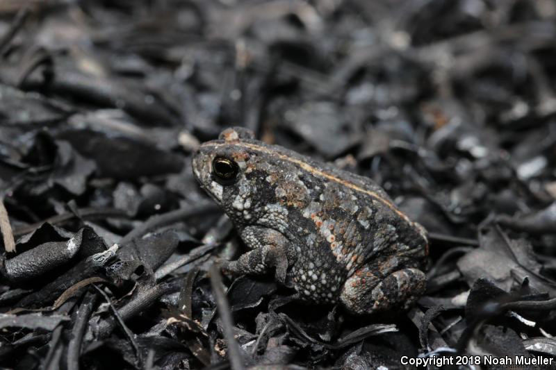 Oak Toad (Anaxyrus quercicus)