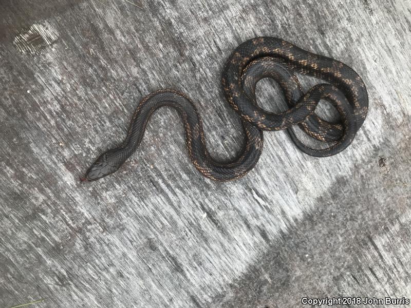 Texas Ratsnake (Pantherophis obsoletus lindheimeri)