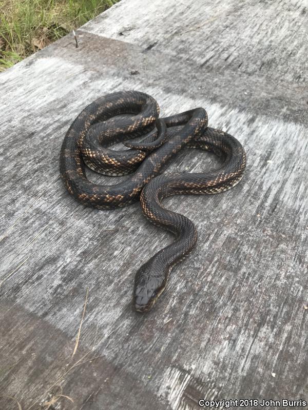 Texas Ratsnake (Pantherophis obsoletus lindheimeri)