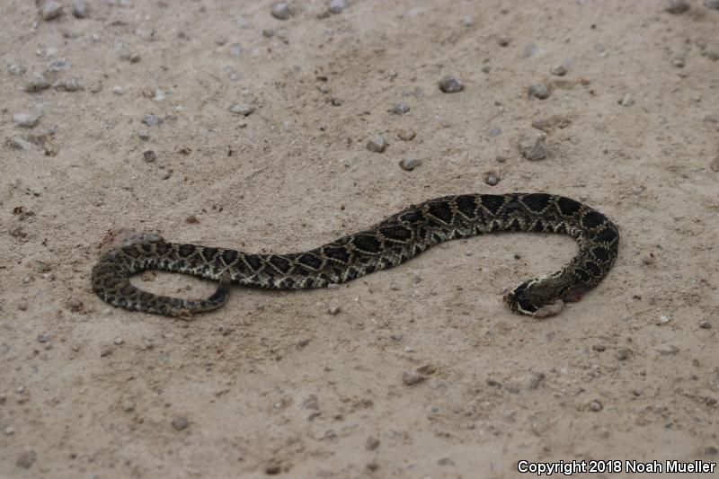 Eastern Diamond-backed Rattlesnake (Crotalus adamanteus)