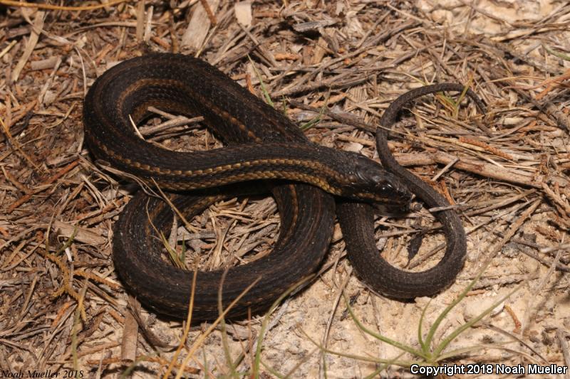 Gulf Saltmarsh Snake (Nerodia clarkii clarkii)