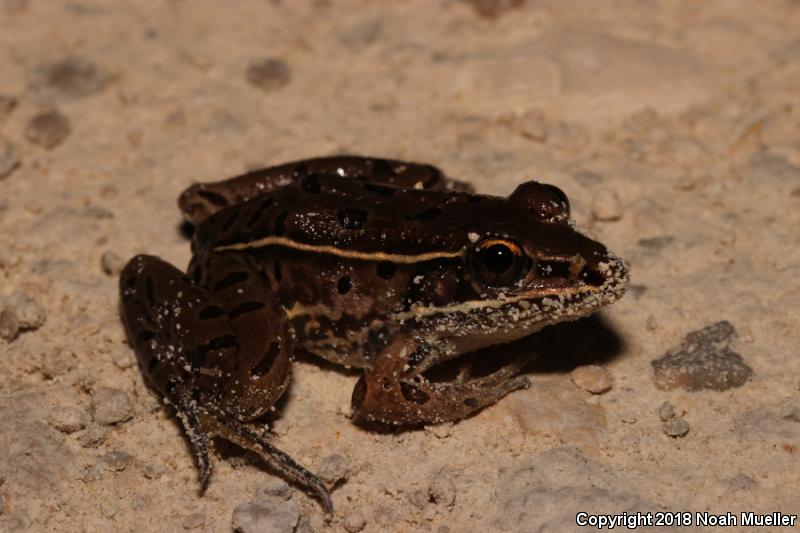 Florida Leopard Frog (Lithobates sphenocephalus sphenocephalus)