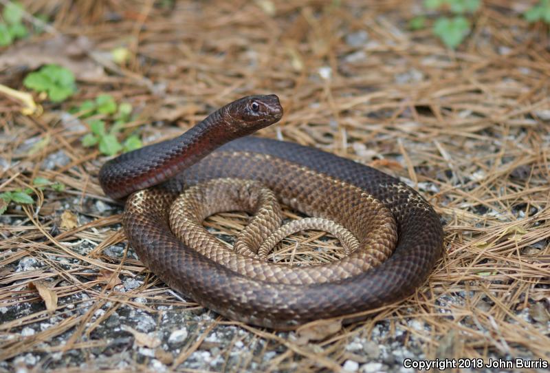 Eastern Coachwhip (Coluber flagellum flagellum)