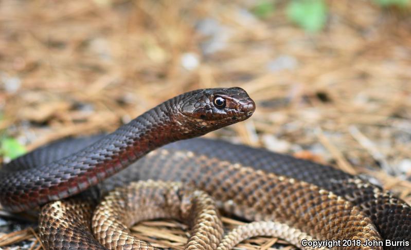 Eastern Coachwhip (Coluber flagellum flagellum)