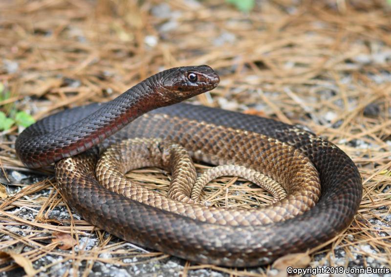 Eastern Coachwhip (Coluber flagellum flagellum)