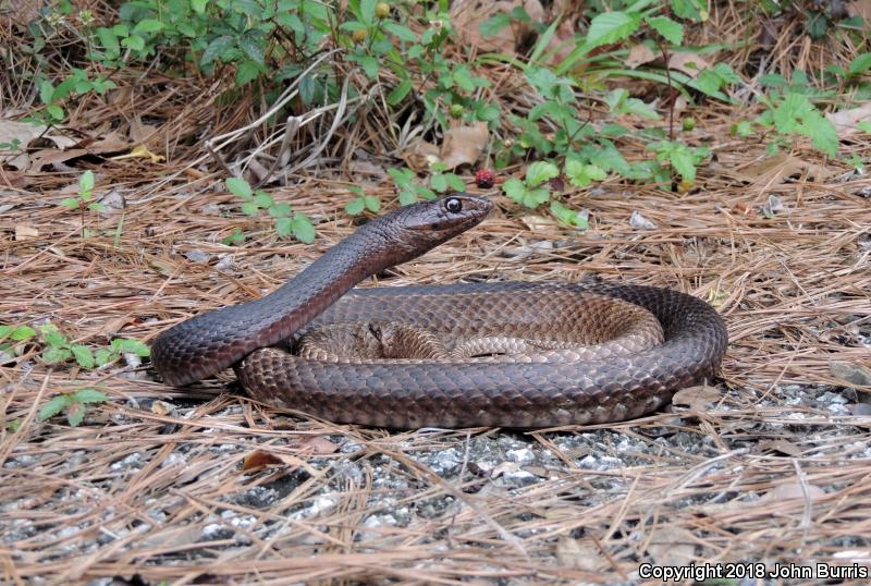 Eastern Coachwhip (Coluber flagellum flagellum)