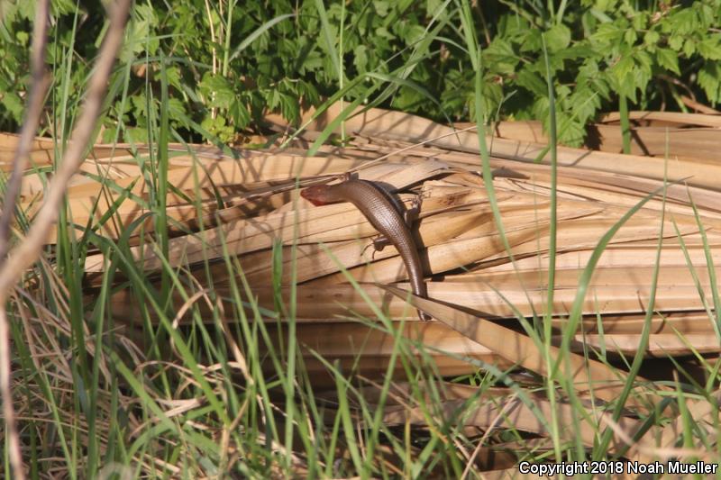 Southeastern Five-lined Skink (Plestiodon inexpectatus)