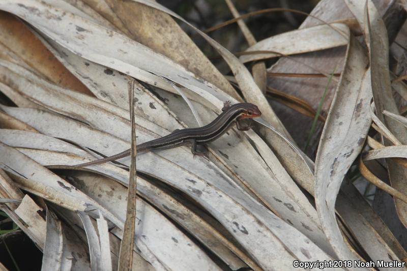 Southeastern Five-lined Skink (Plestiodon inexpectatus)