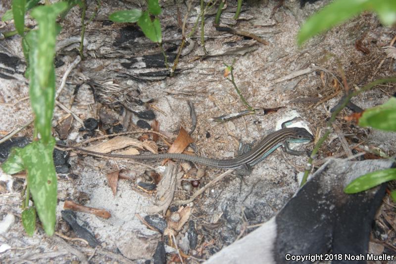 Six-lined Racerunner (Aspidoscelis sexlineata sexlineata)