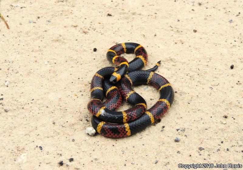 Texas Coralsnake (Micrurus tener)