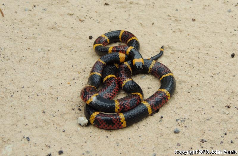 Texas Coralsnake (Micrurus tener)