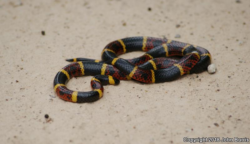 Texas Coralsnake (Micrurus tener)