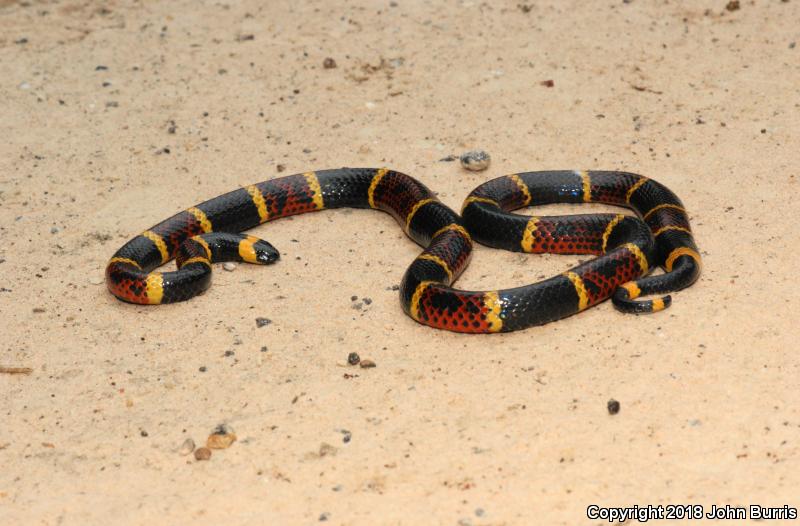 Texas Coralsnake (Micrurus tener)