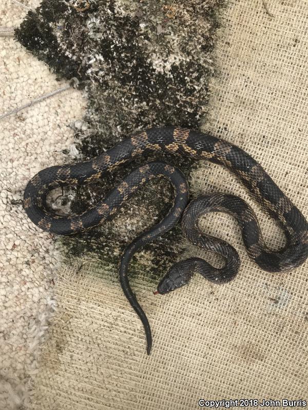 Texas Ratsnake (Pantherophis obsoletus lindheimeri)