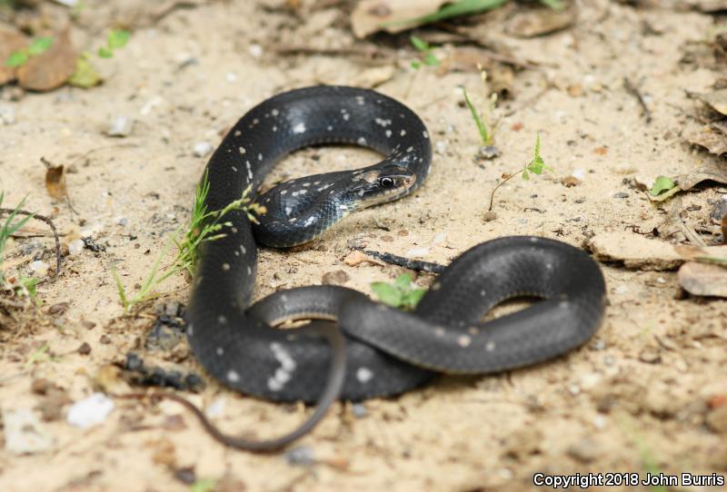 Buttermilk Racer (Coluber constrictor anthicus)