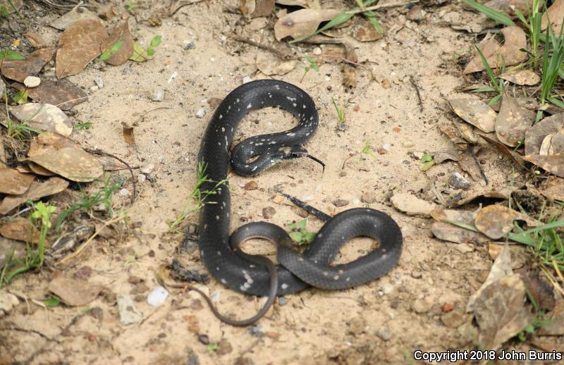 Buttermilk Racer (Coluber constrictor anthicus)