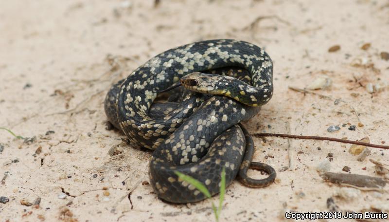 Buttermilk Racer (Coluber constrictor anthicus)