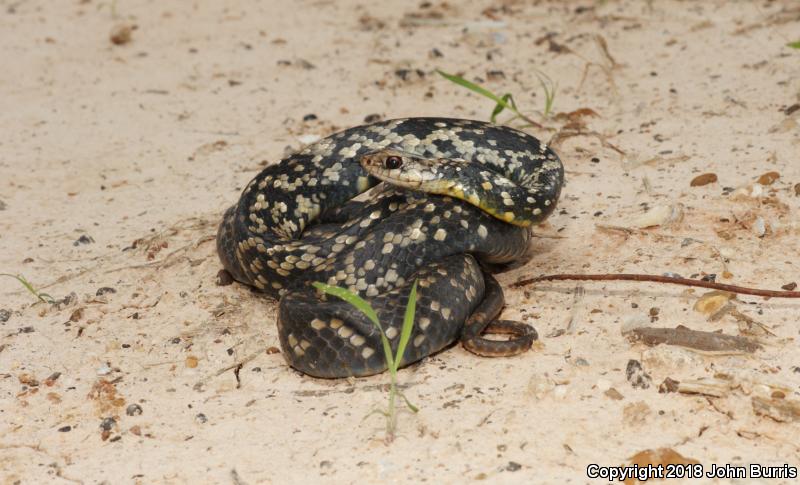 Buttermilk Racer (Coluber constrictor anthicus)