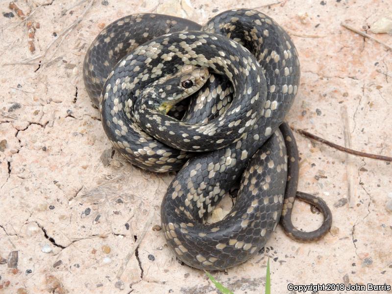 Buttermilk Racer (Coluber constrictor anthicus)