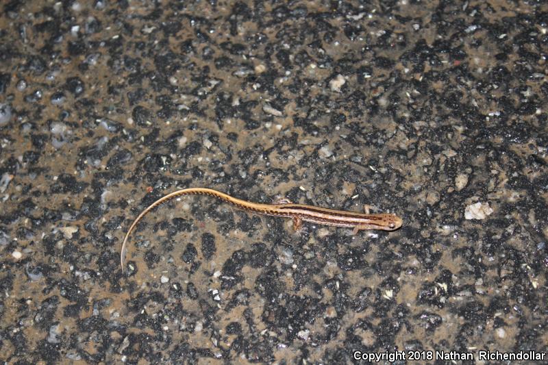 Three-lined Salamander (Eurycea guttolineata)