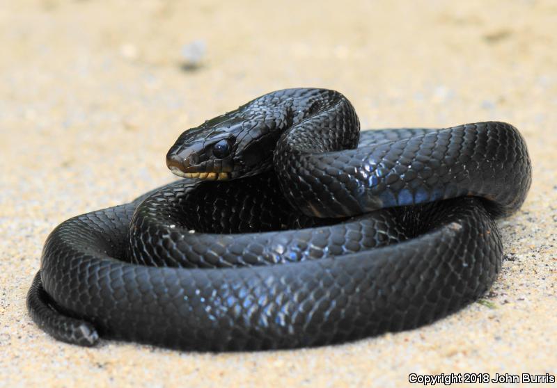 Texas Indigo Snake (Drymarchon melanurus erebennus)