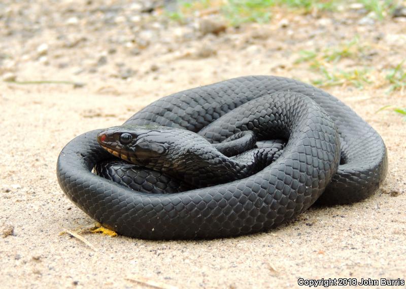 Texas Indigo Snake (Drymarchon melanurus erebennus)