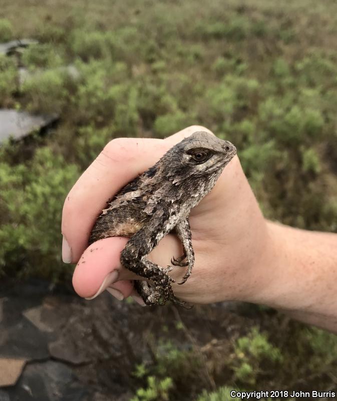 Texas Spiny Lizard (Sceloporus olivaceus)