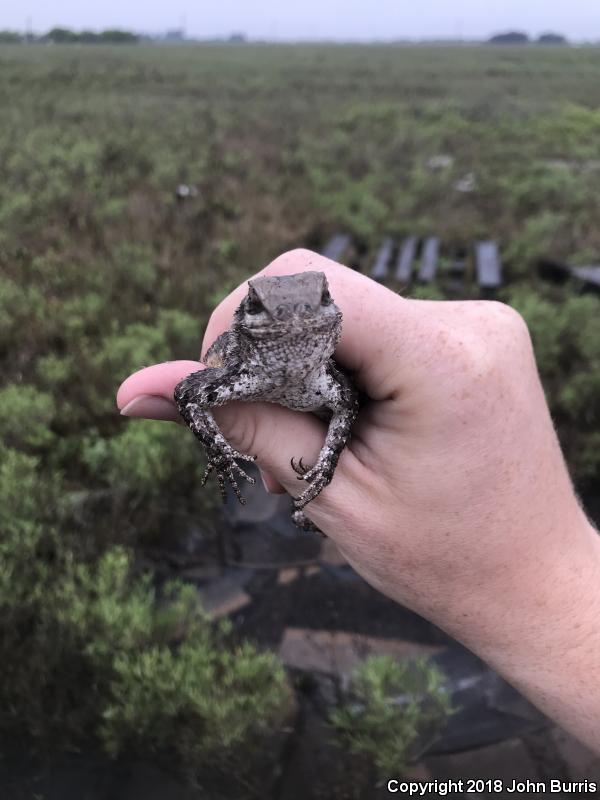 Texas Spiny Lizard (Sceloporus olivaceus)