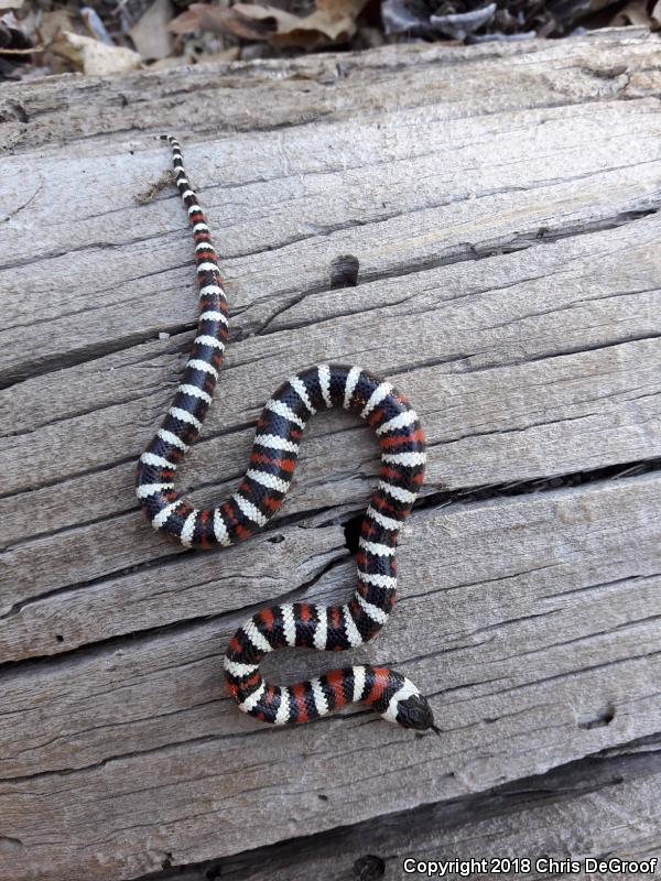 San Bernardino Mountain Kingsnake (Lampropeltis zonata parvirubra)