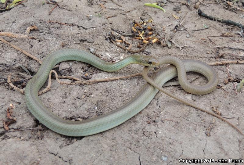 Mexican Racer (Coluber constrictor oaxaca)