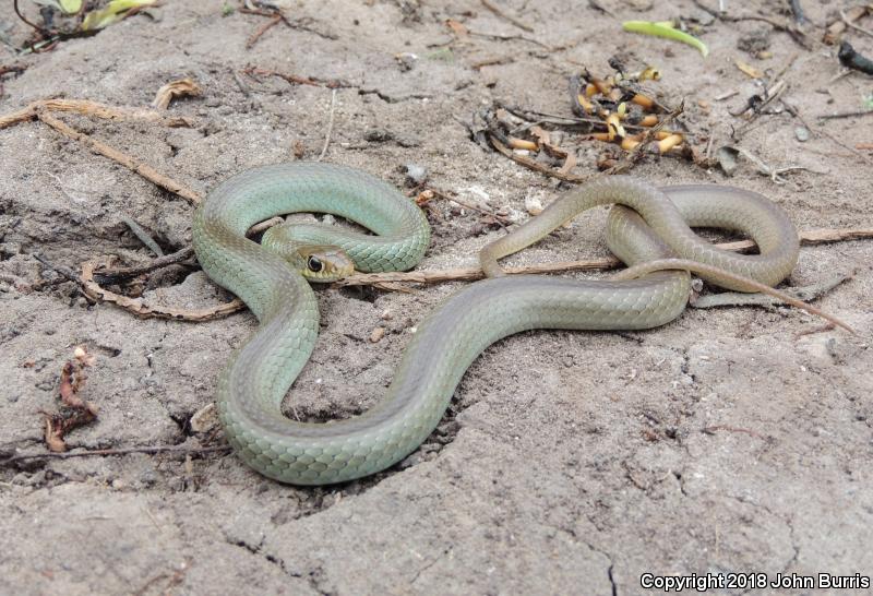 Mexican Racer (Coluber constrictor oaxaca)