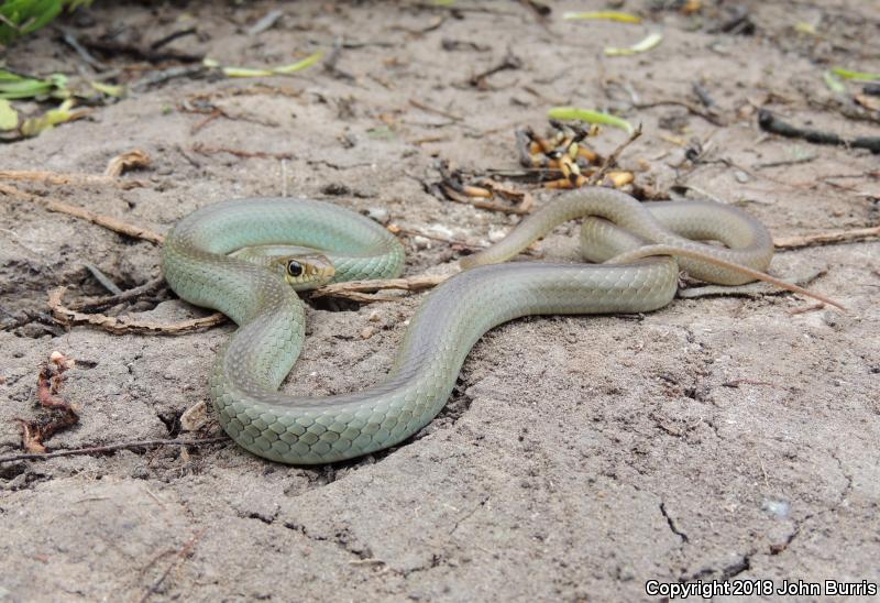 Mexican Racer (Coluber constrictor oaxaca)