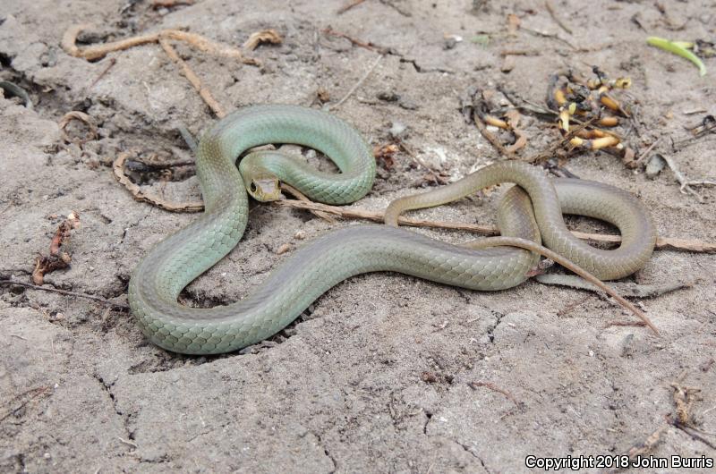 Mexican Racer (Coluber constrictor oaxaca)