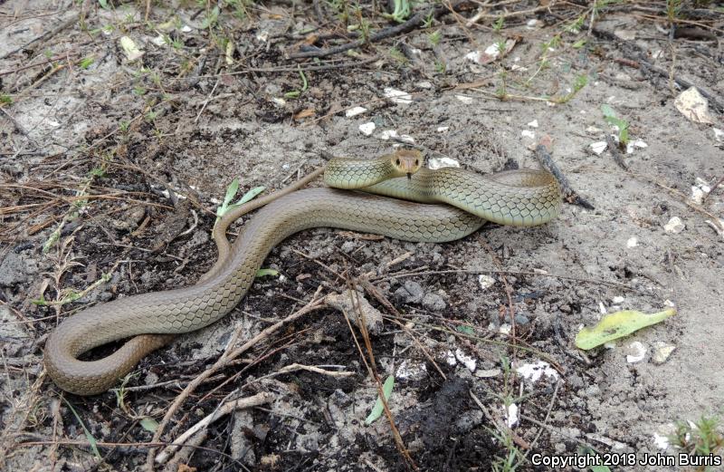 Mexican Racer (Coluber constrictor oaxaca)