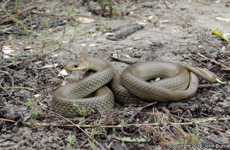 Mexican Racer (Coluber constrictor oaxaca)