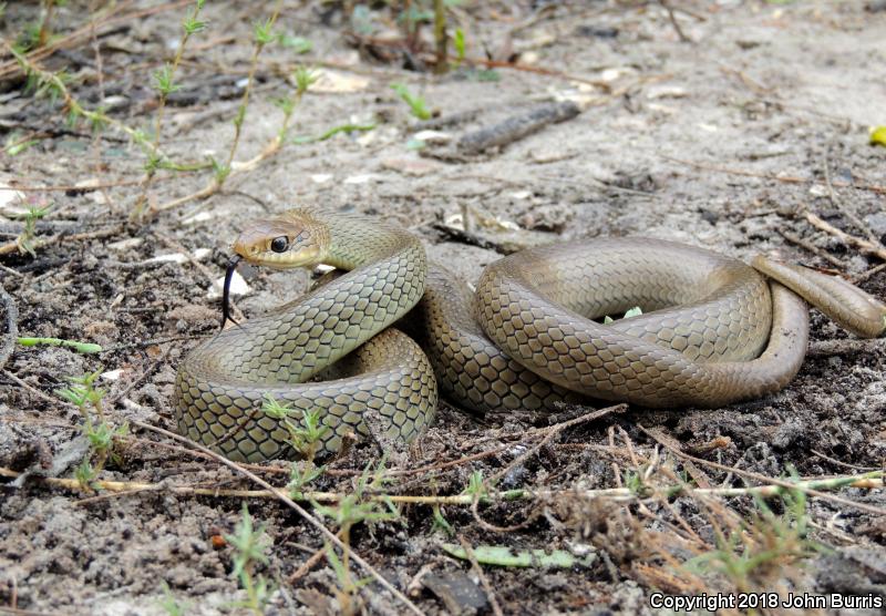 Mexican Racer (Coluber constrictor oaxaca)