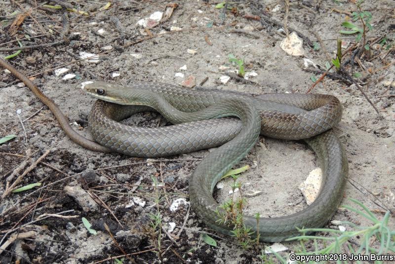 Ruthven's Whipsnake (Coluber schotti ruthveni)