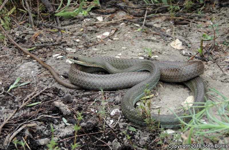 Ruthven's Whipsnake (Coluber schotti ruthveni)