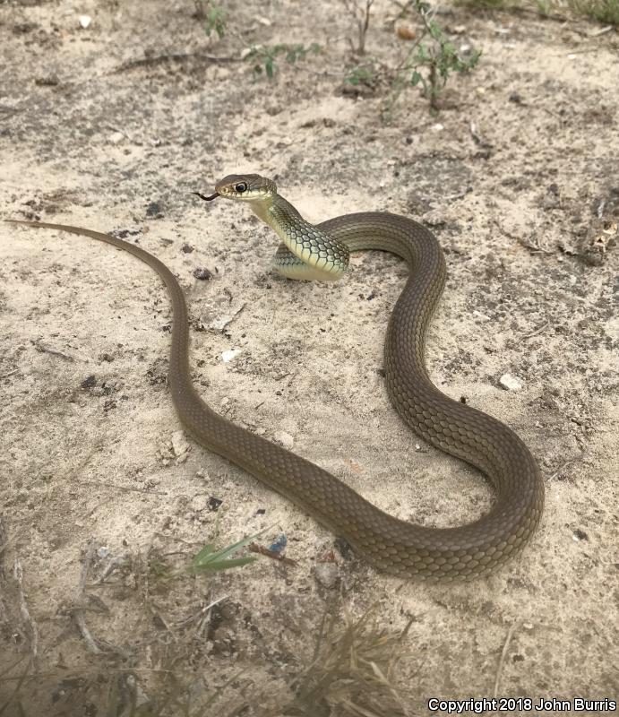 Mexican Racer (Coluber constrictor oaxaca)