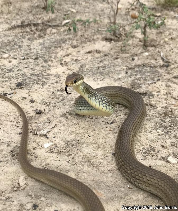 Mexican Racer (Coluber constrictor oaxaca)