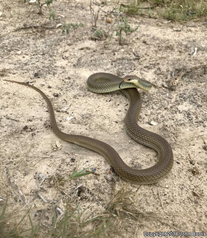 Mexican Racer (Coluber constrictor oaxaca)