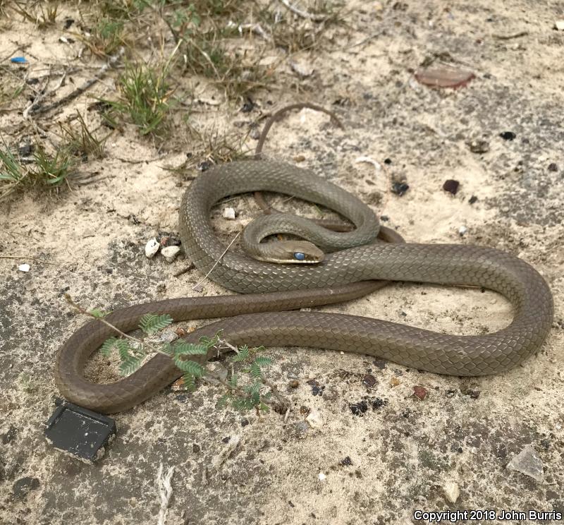 Ruthven's Whipsnake (Coluber schotti ruthveni)